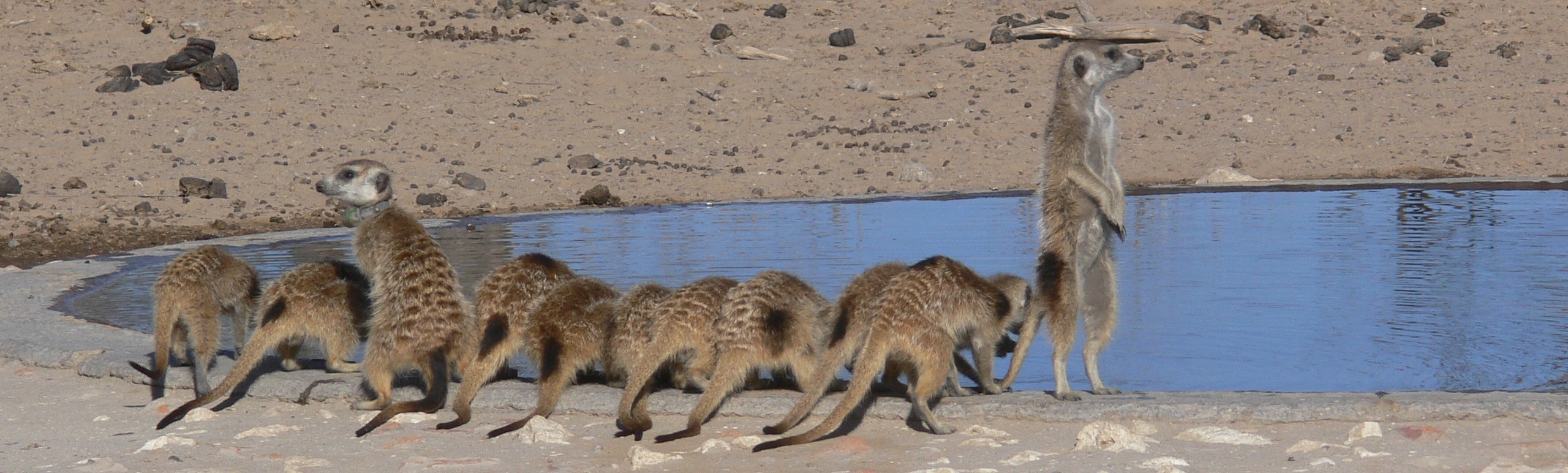 Meet or film the KMP meerkats